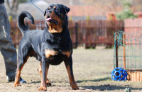 Sukces naszego rottweilera Championa Polski - Brutusa