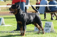 REWELACJA ROKU WŚRÓD ROTTWEILERÓW CHAMPION POLSKI SATO DOR-GLADIATOR