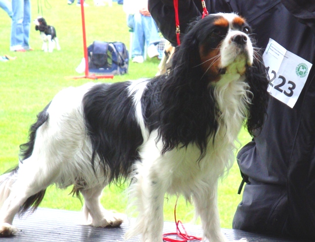 syriusz-kingbjan-hodowla-cavalier-king-charles-spaniel-dor