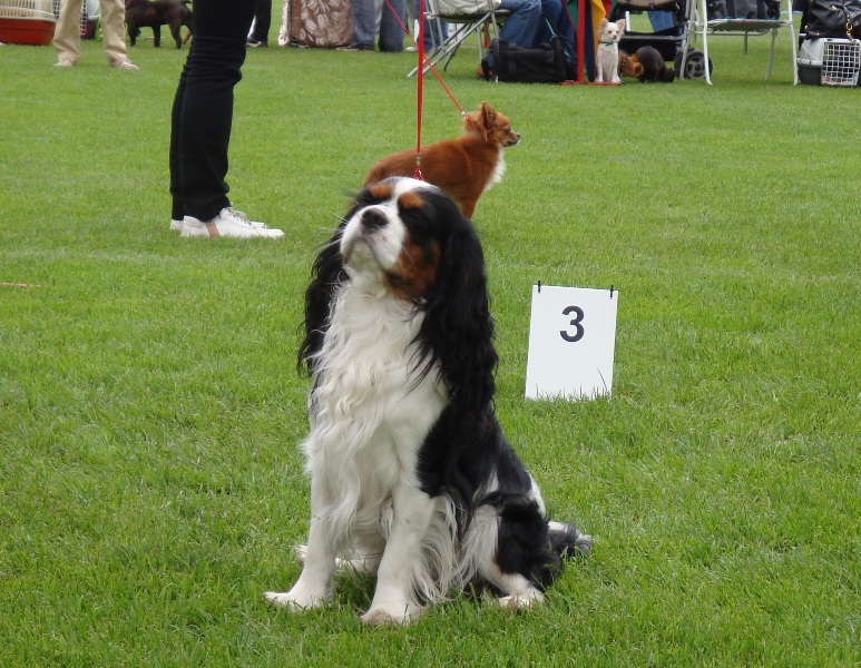 syriusz-kingbjan-hodowla-cavalier-king-charles-spaniel-dor